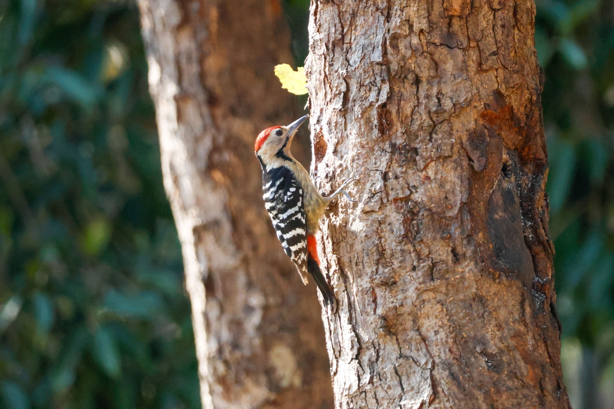 Fulvous-breasted Woodpecker (Dendrocopos macei), photo 1