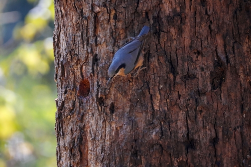 Chestnut-bellied Nuthatch (Sitta cinnamoventris), photo 9