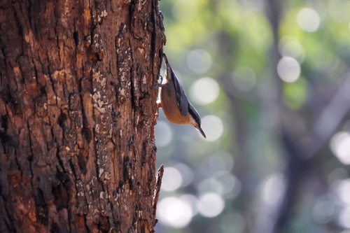 Chestnut-bellied Nuthatch (Sitta cinnamoventris), photo 10