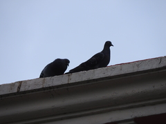 Columba livia