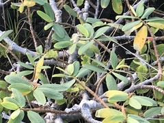 Euphorbia celastroides kaenana