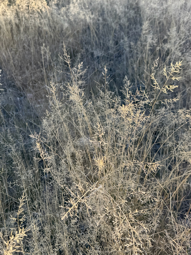 Lehmann's lovegrass (Eragrostis lehmanniana)