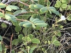 Euphorbia celastroides kaenana