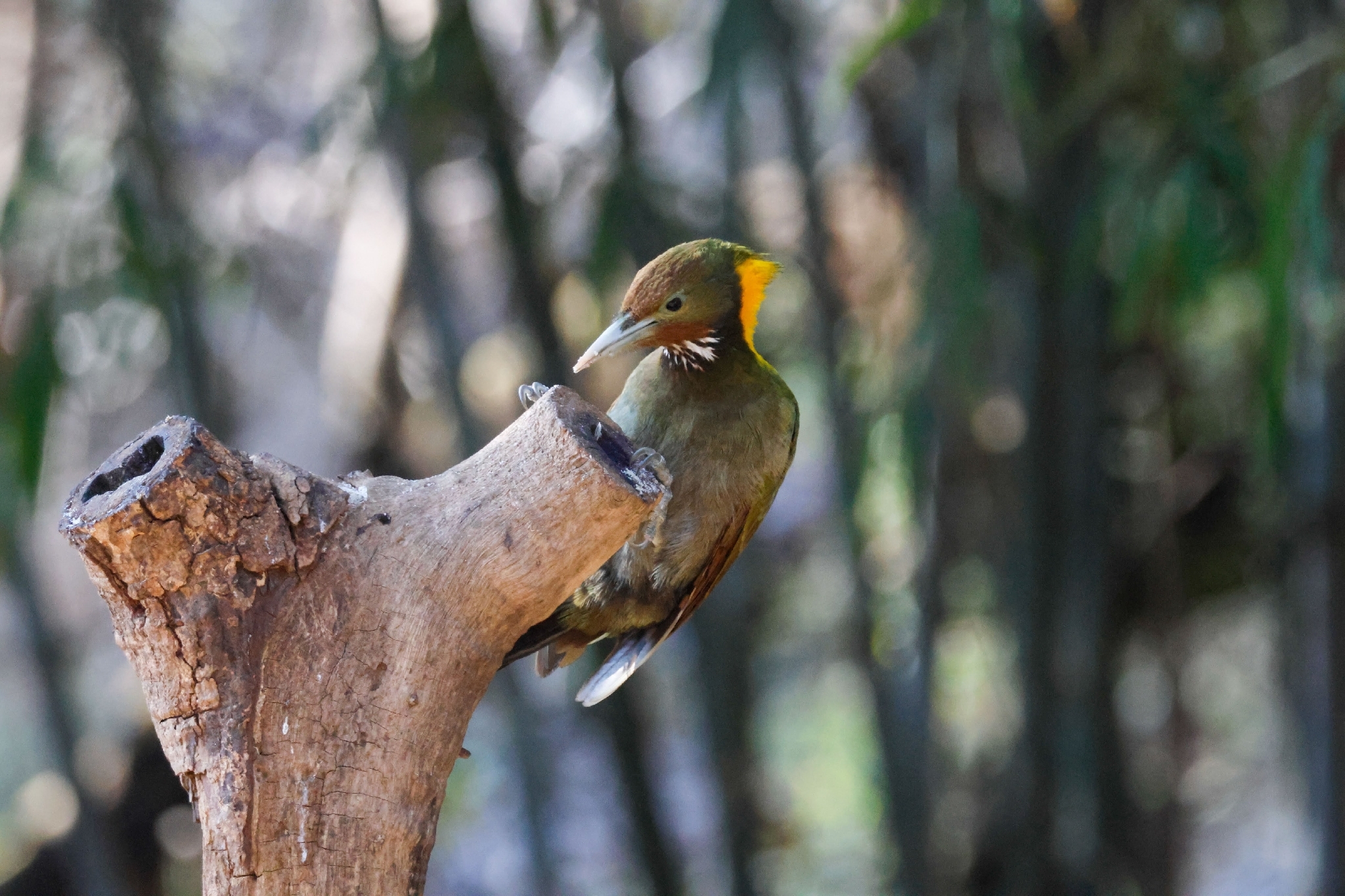 Greater Yellownape (Chrysophlegma flavinucha), photo 8