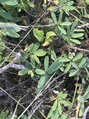 Euphorbia celastroides kaenana