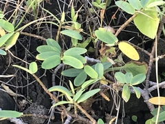 Euphorbia celastroides kaenana