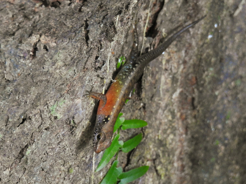 Black-spotted Sphenomorphus, Sphenomorphus variegatus