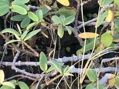 Euphorbia celastroides kaenana