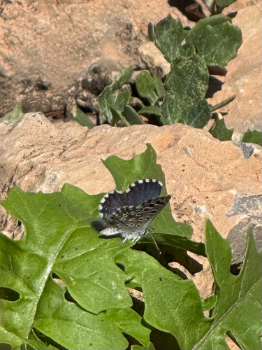 False Baton Blue