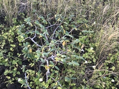 Euphorbia celastroides kaenana