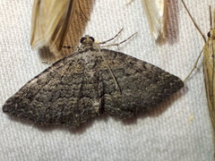 Chrysolarentia squamulata