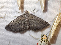 Chrysolarentia squamulata