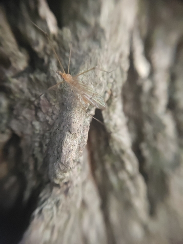 Unknown species found near Orion Township, MI 48360, USA