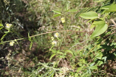 Clematis montevidensis