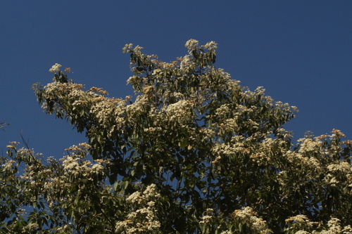Cordia elaeagnoides, photograph 6