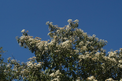 Cordia elaeagnoides, photograph 5