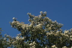 Cordia elaeagnoides, photograph (c) Carlos Domínguez-Rodríguez, some rights reserved (CC BY)
