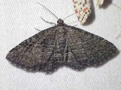 Chrysolarentia squamulata