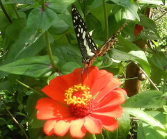 Papilio demoleus
