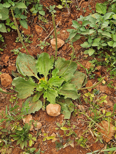 greater plantain