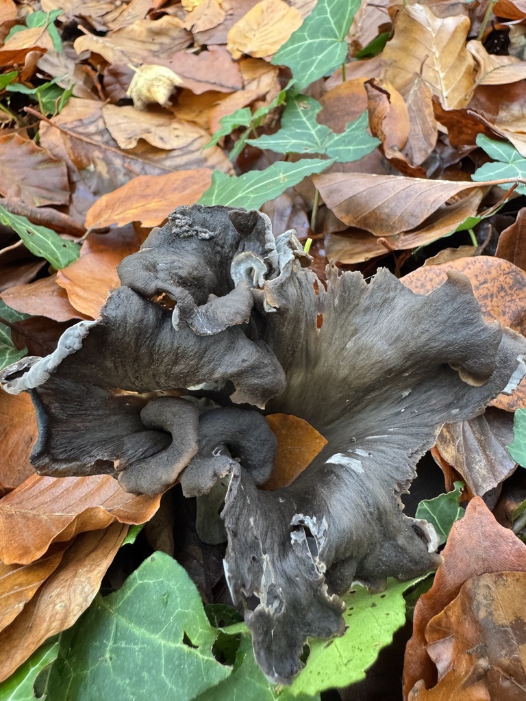 Craterellus cornucopioides · November 2025 · photo: © lizfrost47 (iNaturalist, cc-by)