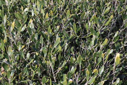 Dune olive (Olea exasperata)