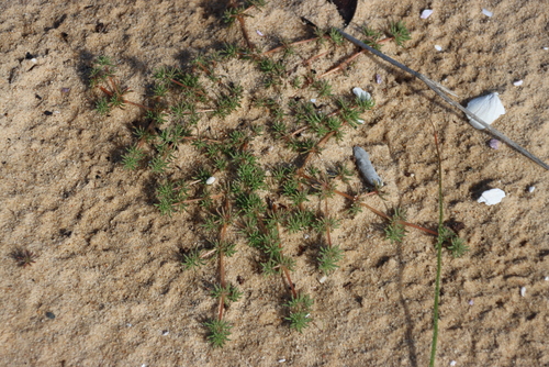 Common Annual Muggiegrass (Adenogramma glomerata)