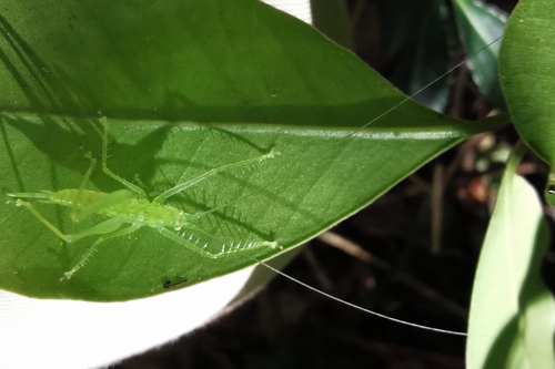 Paradecolya inexspectata