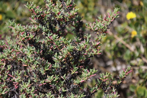 Koeberg Tentfig (Ruschia indecora)