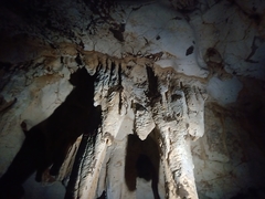 Rhinolophus mehelyi