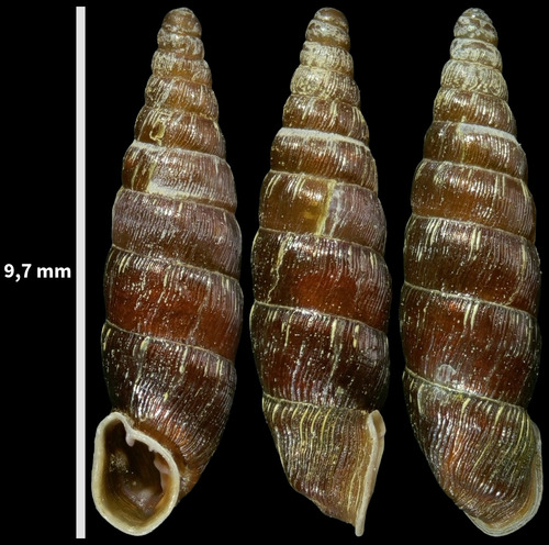 Common Door-snail, Oost, Utrecht, Nederland, photo 10 of 10