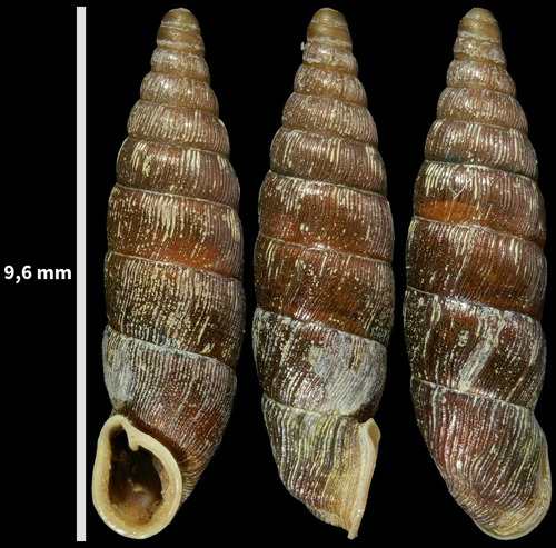 Common Door-snail, Oost, Utrecht, Nederland, photo 7 of 10