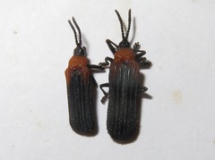 Chalepus cincticollis