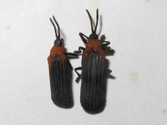 Chalepus cincticollis