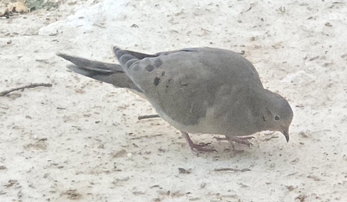 Mourning Dove