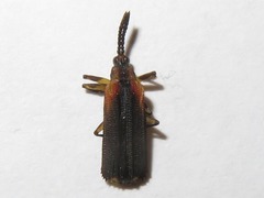 Heterispa vinula