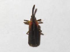 Heterispa vinula