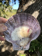 Nodipecten subnodosus