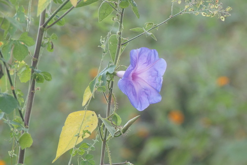 Ipomoea setosa, photograph 5