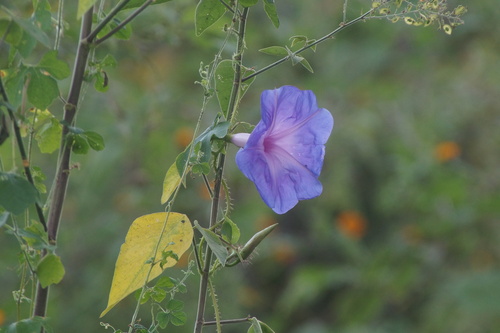 Ipomoea setosa, photograph 6