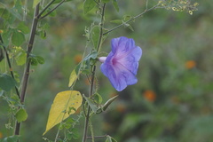 Ipomoea setosa, photograph (c) Carlos Domínguez-Rodríguez, some rights reserved (CC BY)