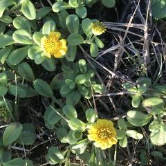 Lipochaeta integrifolia