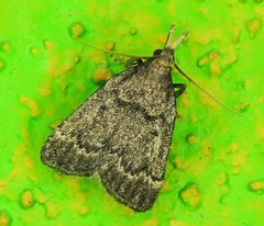 Aglossa pinguinalis