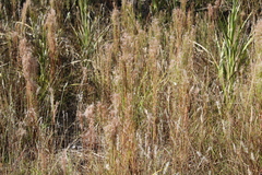 Schizachyrium condensatum