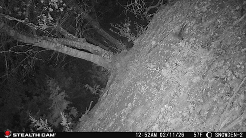 Desert Spotted Skunk observed by beth_snow