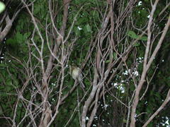 Vireo pallens