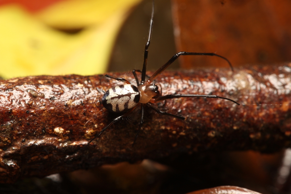 Leucauge saphes