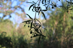 Cissus palmata