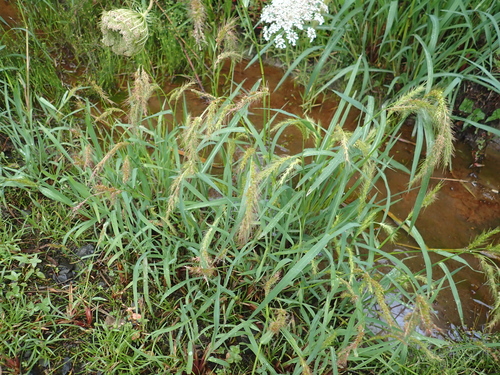 Echinochloa crus-pavonis, 2026-01-20