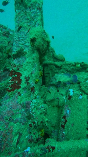 Cephalopholis formosa